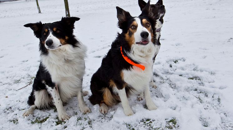 Trio blev Årets Bragdhundar