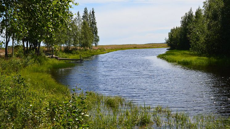 Öreälven är en skogsälv som rinner upp på Stöttingfjället och mynnar i Bottenhavet nedanför Öre by i Nordmalings kommun. Öreälven med samtliga biflöden ingår i EU:s nätverk av skyddad natur, Natura 2000. Foto: Anna Ek/HaV