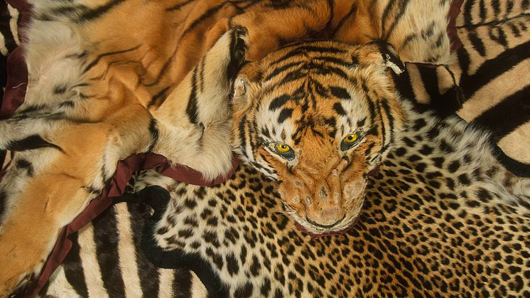 En souvenir för livet - Skinn från tiger och andra djur konfiskerade på Heathrow Airport