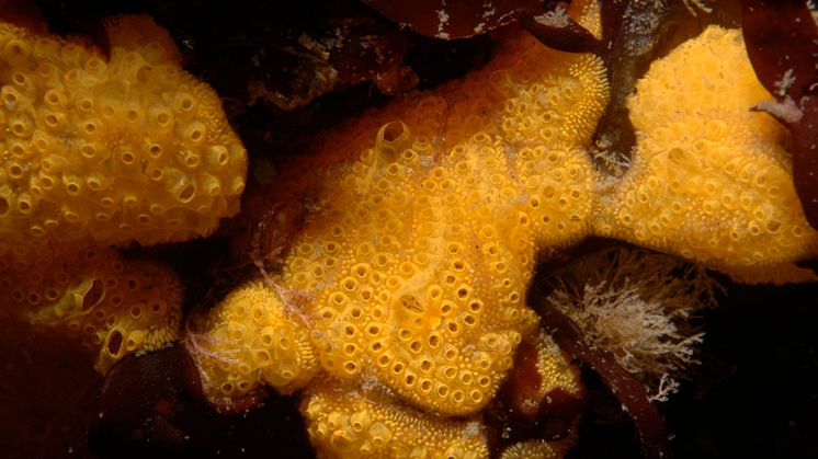 The invasive tunicate Botrylloides violaceus (Photo: Wikipedia/the United States Geological Survey).