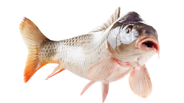 2 Fisk andas syre