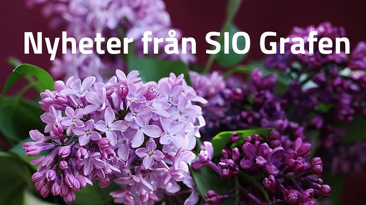 Senaste nytt från SIO Grafen