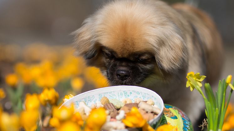 Hund med påskägg