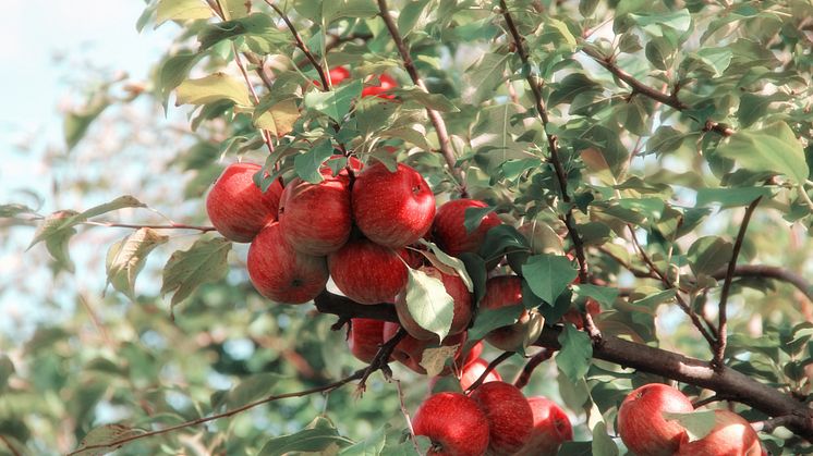 Studium och Park- och naturförvaltningen har ett samarbete som bär frukt.