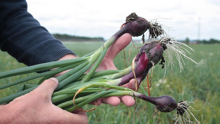 Åhusgrönt odlar kål, sallat och inte minst lök. I år blev skörden god och löken ser ut att räcka till midsommar.