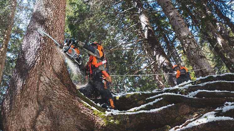 STIHL lanserar MS 462 - lättaste sågen i 70 cc-klassen