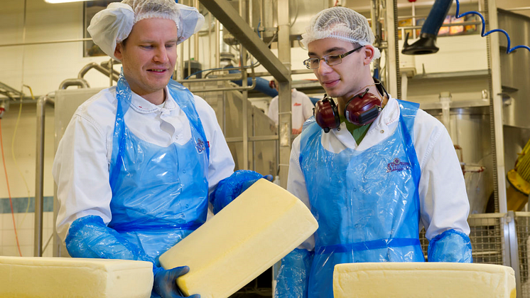 TINE og Orkla satser på norsk cheddar