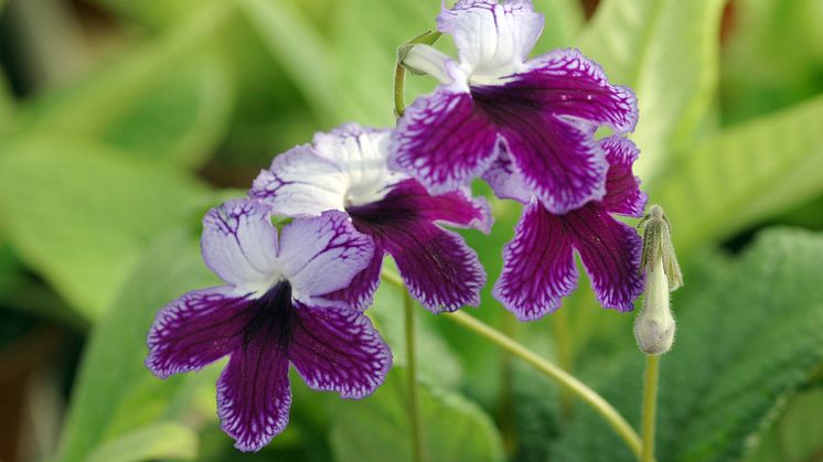 Streptocarpus Käthie