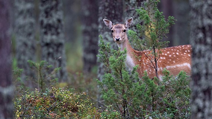 Fästingar trivs på dovhjorten, som är en del i smittkedjan för en bakterie som kan orsaka fästingfeber hos människa och boskap. Foto: Jörgen Wiklund, SLU