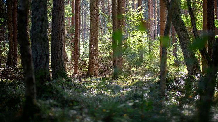 Pressinbjudan: Så ska Ängelholms centrala skogar skötas
