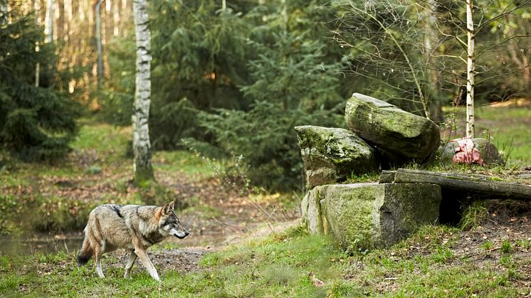 Wölfen ganz nah kommen kann man im Wildpark Schorfheide. Foto: TMB-Fotoarchiv/Michael Handelmann.