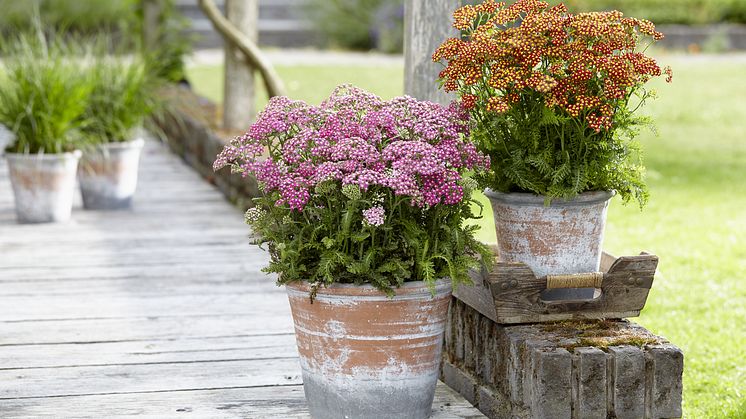 Fin ny serie av rölleka - Achillea millefolium ’Milly Rock’. Foto: Hörnhems