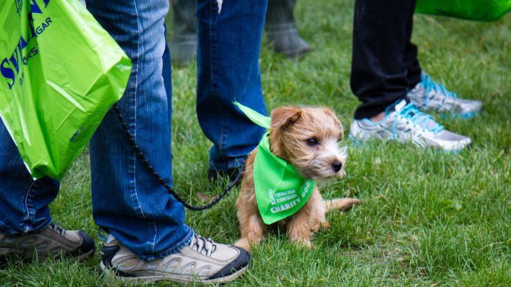 Charity Dog Walk 