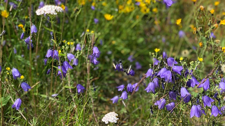 Fler ängar och mer blommande växter i jordbrukslandskapet behövs för att alla bin ska få mat. Foto: Anna Lind Lewin