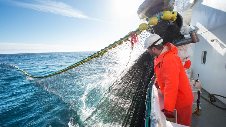 Nedgang for pelagisk fisk første halvår