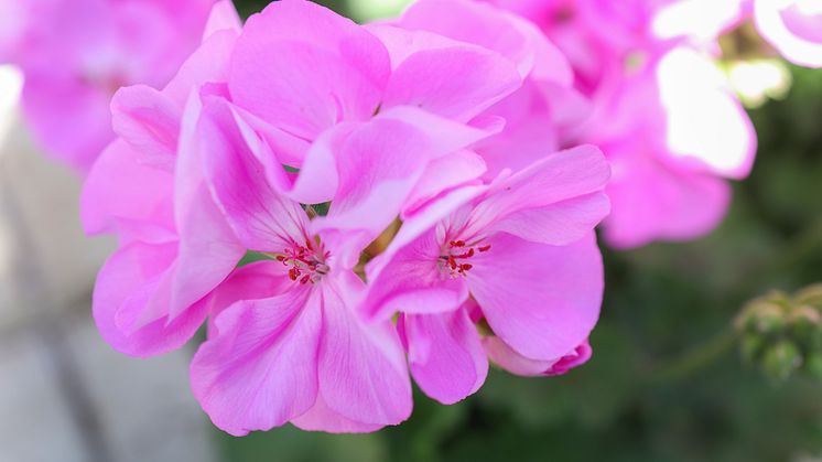 Årets Pelargon 2024 Pelargonium Lavina närbild i odling SydGrönt 19