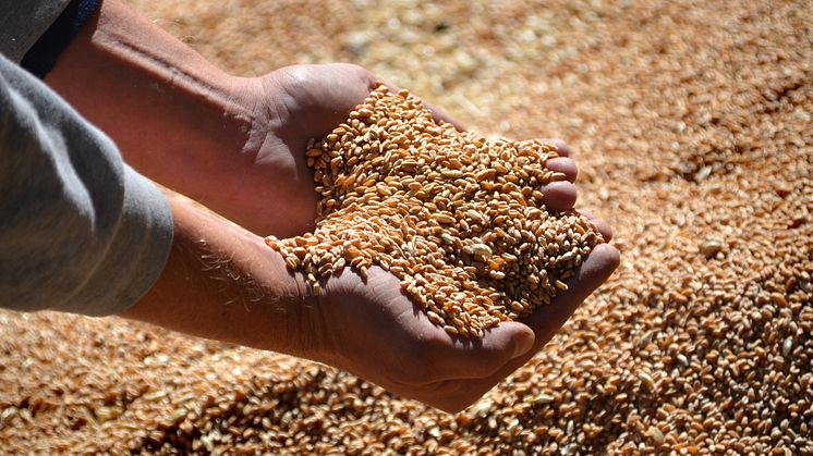 Danish Agro overskudsdeklarerer 128 mio. kr. til medlemmerne
