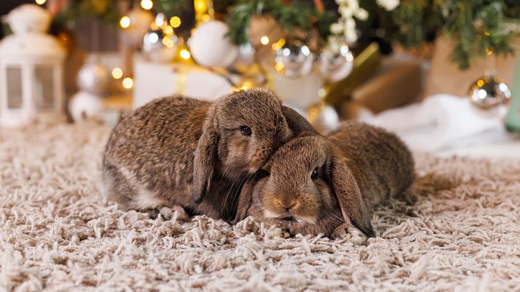 Tiere sind kein Weihnachtsgeschenk.jpg