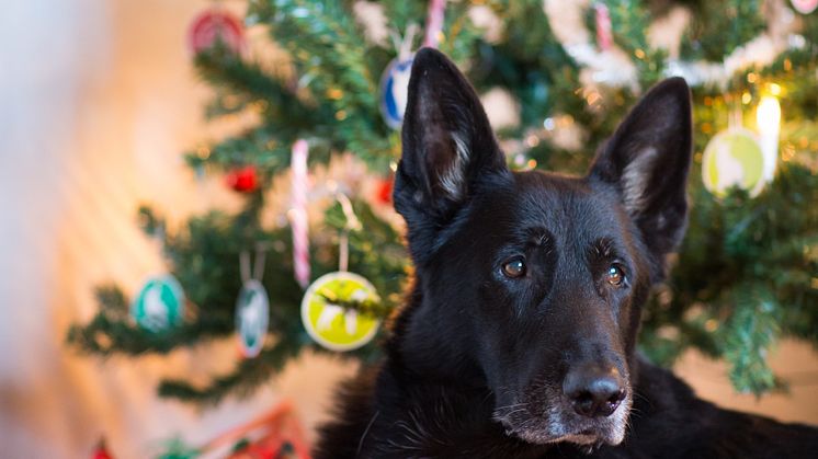 Hund med julklapp