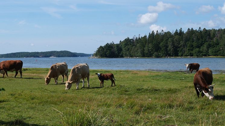 Sandemars naturreservat.JPG