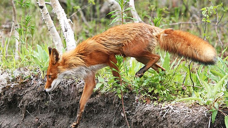 Mycket rödräv minskar risken för den fästingburna sjukdomen borrelia. 