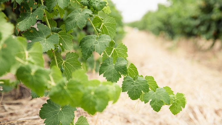 Beitragsbild_Viniculture.jpg