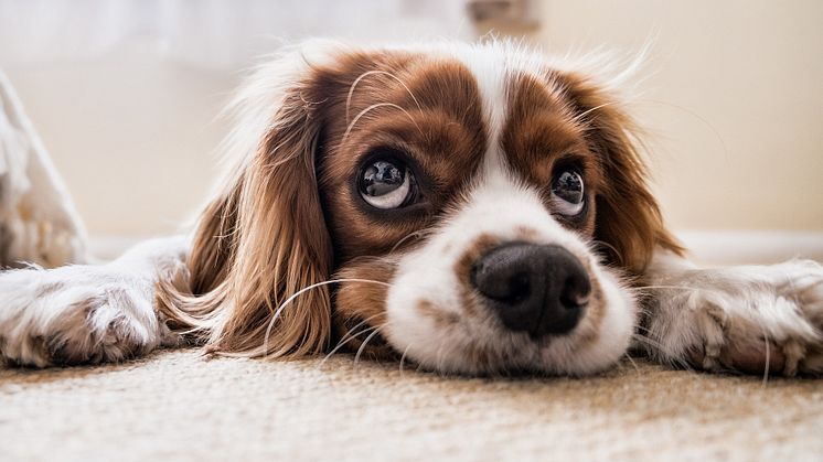 For mange hundeeiere er det ekstra mye "blåmandag" etter sommerferien, blant annet fordi hjemmekontor ikke lenger er en like stor selvfølge for alle.   
