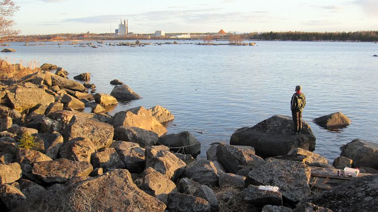 Miljön utanför skogsindustrier återhämtar sig