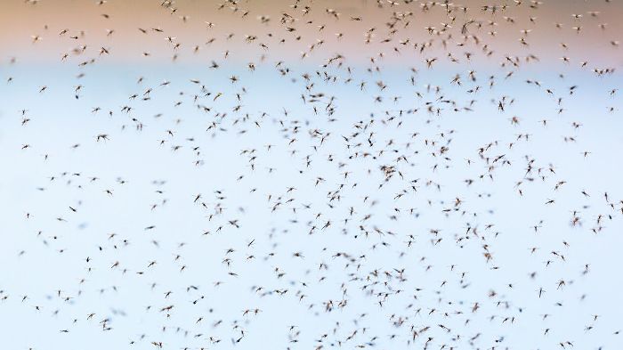 Stigande temperaturer gör bland annat att mikrobspridande vektorer, såsom myggor, breder ut sig mot polerna. Foto: Mostphotos.