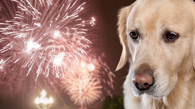 Nyårsafton: Mardröm för varannan hund och katt