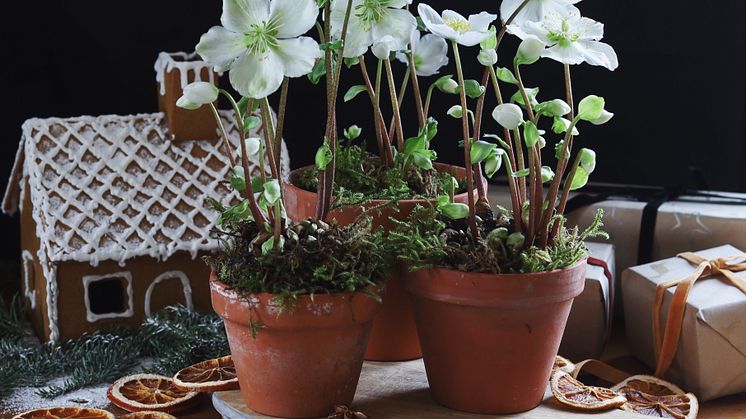 Helleborus julerose