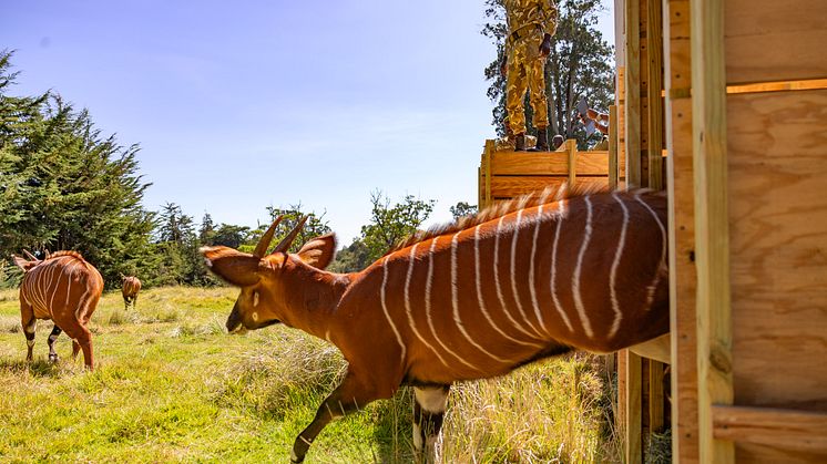 Mountain Bongo Translocation_2.jpg