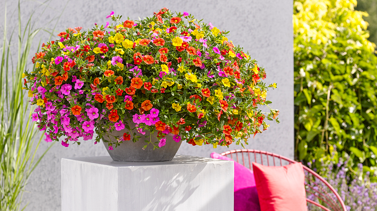 Sommarblommor är oöverträffade när vi vill bada i färg! Småpetunia i olika färgkombinationer är ett utmärkt val för den som törstar efter färg och det finns många olika mixer att välja bland. Foto: Hörnhems
