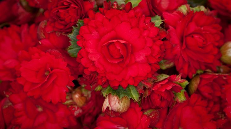 Begonia x hiemalis ´Grace´