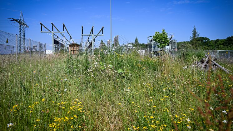 Blühende Vielfalt am Umspannwerk Buchloe: LEW Verteilnetz schafft naturnahes Biotop 