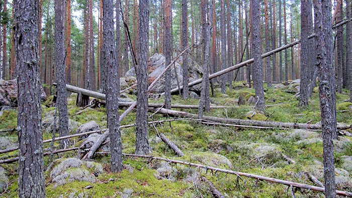 Länsstyrelsen, Skogsstyrelsen och Sveaskog ska i ett gemensamt projekt titta på Oreskogarnas brukande och bevarande. Foto: Ville Pokela, Länsstyrelsen i Dalarnas län