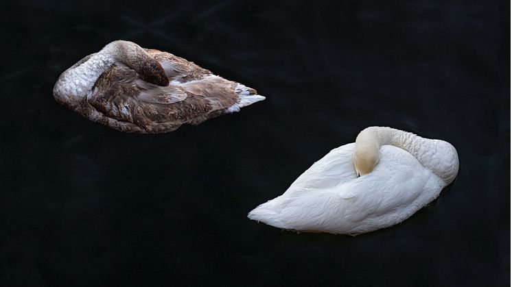 The Swan No. 3