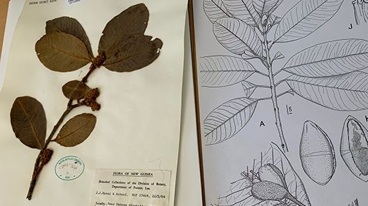 Vetenskaplig illustration