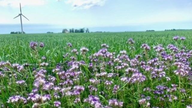 ​Nu till midsommar blommar det på nytt i åkerkanterna – projekt för biologisk mångfald