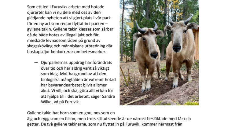 Ny hotad art flyttar in på Furuvik - Gyllene takin.pdf