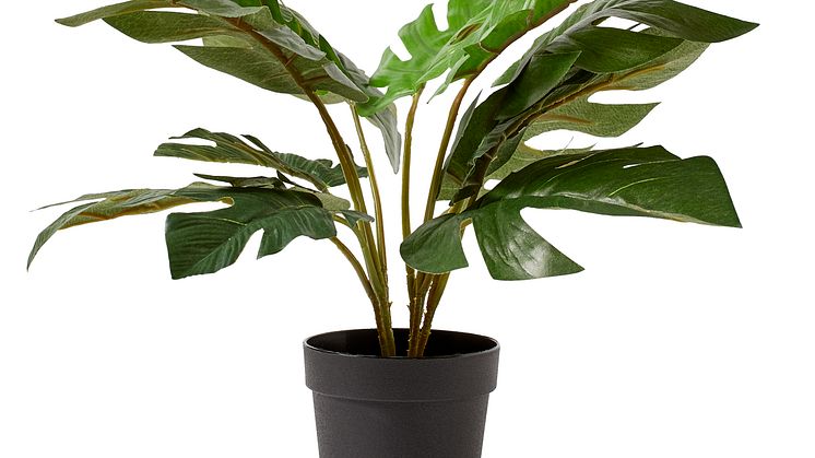 Monstera krukväxt
