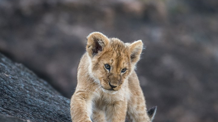 Lejon baby i Afrika