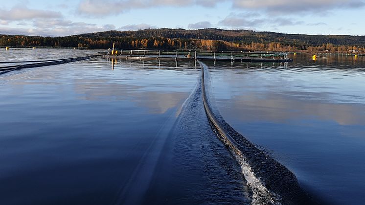 Ny intressant studie! Spridningsmönster av förrymd regnbåge från fiskodlingen i Postviken.