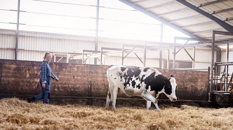 Svensk mjölkproduktion har högre krav inom flera områden jämfört med många andra länder, och utmärker sig med låg antibiotikaanvändning, hög djuromsorg, stort hänsynstagande till miljön och ett lägre klimatavtryck än det globala genomsnittet.