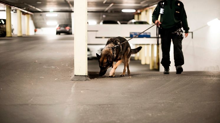 Hund 1
