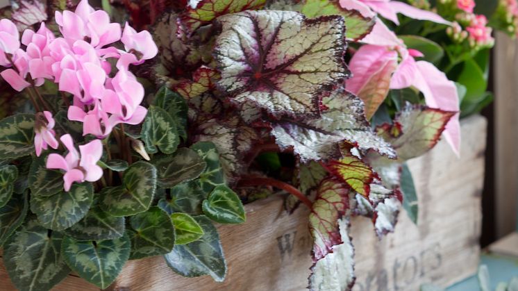 Rosa Blommor från Mäster Grön bidrar till Cancerfondens Rosa Bandetkampanj