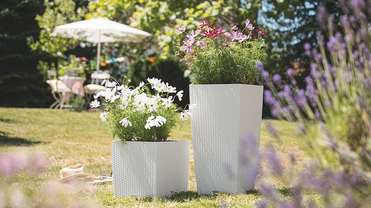 In voller Blüte: Bienen lieben Blumen - wir auch!