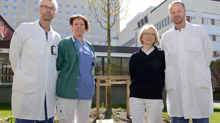 Plantering av träd till minne av organdonatorer