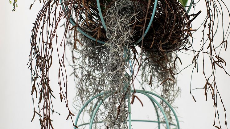 Cacti kokong / hanging baskets, design Anki Gneib