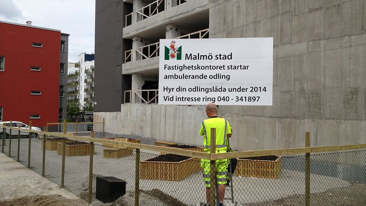 Ambulerande odling i Västra Hamnen 